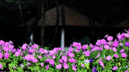Flower Fenceの写真素材