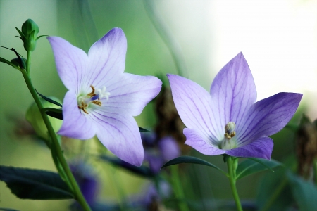 Bell Flower の写真素材