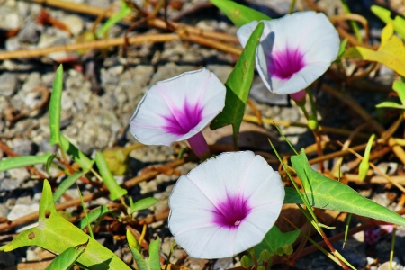 Thai Morning Gloryの写真素材