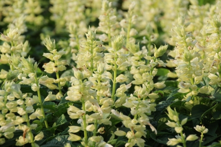 Salvia Flowerの写真素材