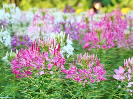 Spider flower - Cleome spinosaの写真素材
