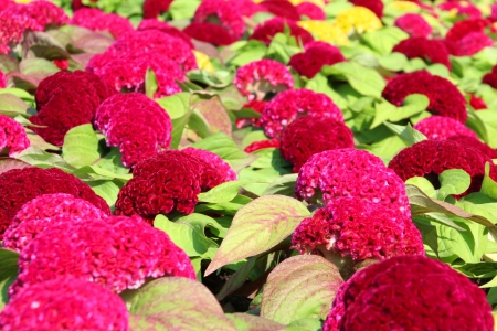 Cockscomb flowerの写真素材