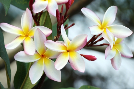 Frangipani or Plumeriaの写真素材