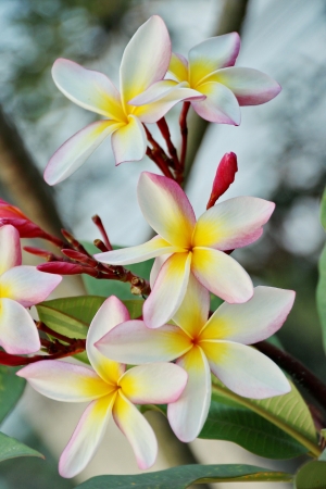 Frangipani or Plumeriaの写真素材