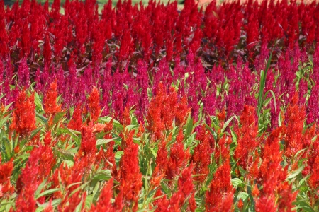 Celosia, Plumed celosia, Wool flower, Red foxの写真素材