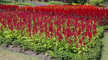 Celosia, Plumed celosia, Wool flower, Red foxの写真素材