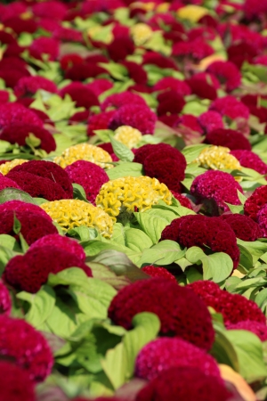 Cockscomb flowerの写真素材