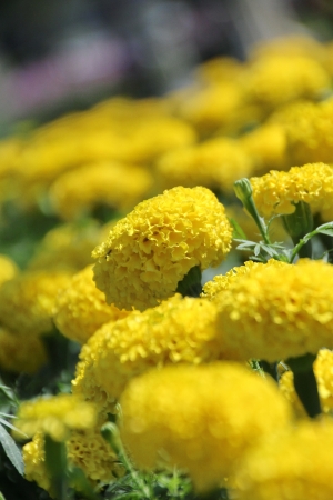Marigold - Tagetes erecta L の写真素材