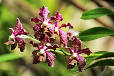 Thai Orchid in Botanic Garden Chiang Mai, Thailandの写真素材