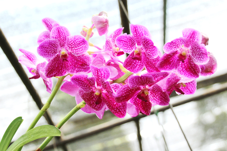 Thai Orchid in Botanic Garden Chiang Mai, Thailandの写真素材