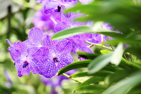 Thai Orchid in Botanic Garden Chiang Mai, Thailand