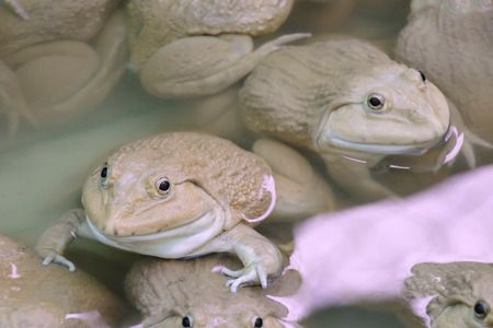 Frogs in the farm - Chinese edible frog, East asian bullfrog, Taiwanese frogの写真素材