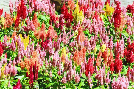 Background of Colorful Wool flower