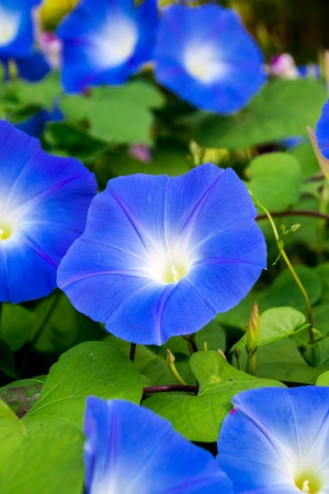 Closed up Blue morning glory