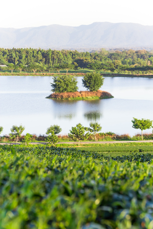 Scene of Trees on the lake in tea plantationの写真素材