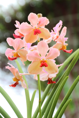 Closed up beautiful pink orchid in the garden