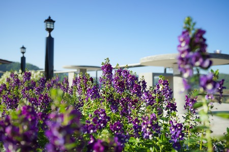 Beautiful purple flower Angelonia Serenita in the gardenの写真素材