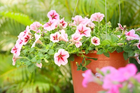 Pink petunia flower for garden and beautiful homeの写真素材