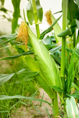 Ready for harvest Hokkaido pure white cornの写真素材