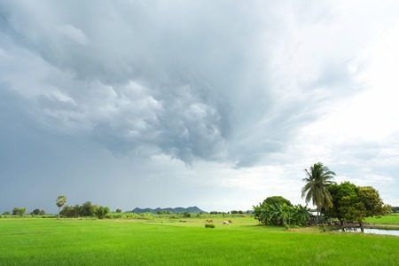 Green rice field in a cloudy day Sukhothai Province, Thailandの写真素材