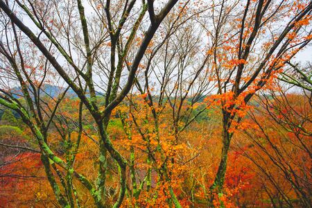 Beautiful autumn leaves in Kiyomizu-dera Temple, Kyoto, Japan.