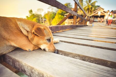 Red dog at Mon Bridge or Uttamanusorn Bridge in Sangkhla Buri, Kanchanaburi, Thailand.