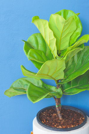 Close up view of Fiddle leaf fig, Ficus lyrata a good plant for decorate home or room.の写真素材