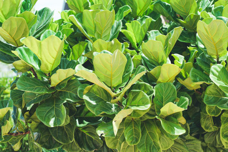 Close up view of Fiddle leaf fig, Ficus lyrata a good plant for decorate home or room.の写真素材