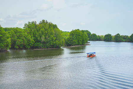 Mangrove scenery at Rak Samae bridge in Rayong province, Thailand. (Translation:Always love Rak Samae bridge)の写真素材