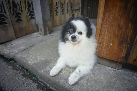 A black-white dog lay on the ground in Samchuk old market, Suphan Buri province, Thailand.