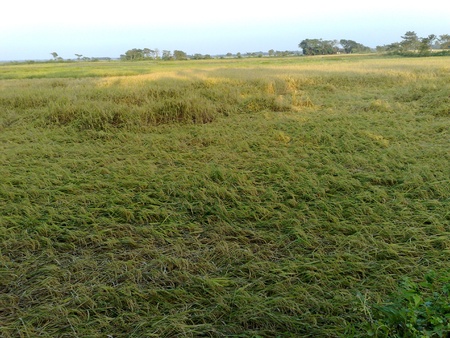 Crop fieldの写真素材