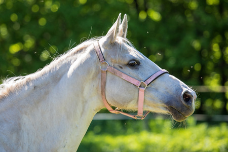 The head of white Hanoverian horse in the bridle or snaffle attacked by the swarm of flies and mosquitos with the green background of trees an grass in the sunny summer dayの写真素材