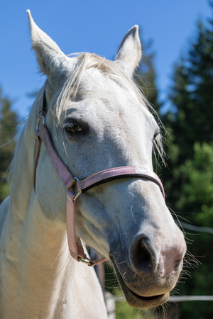 The head of smiling or cackling white Hanoverian horse in the bridle or snaffle a with the green background of trees an grass in the sunny summer dayの写真素材