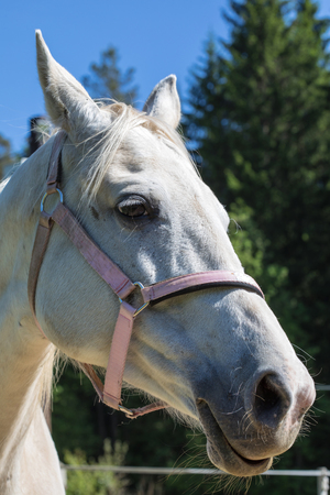 The head of the smiling or cackling white Hanoverian horse in the bridle or snaffle with the green background of the trees an grass in the sunny summer dayの写真素材