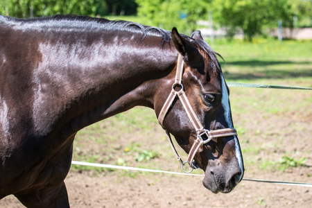 The head of sad brown Hanoverian horse in the bridle or snaffle with the green background of trees an grass in the sunny summer dayの写真素材