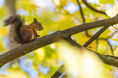 The squirrel sitting in the park