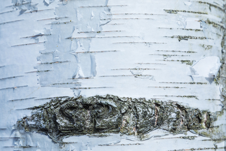 Birch bark textureの写真素材