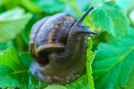 Snail in foliageの写真素材