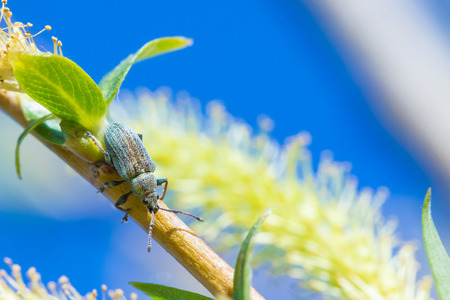 The bug on the flower