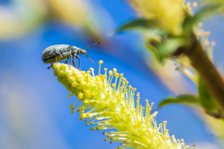 The bug on the flowerの写真素材