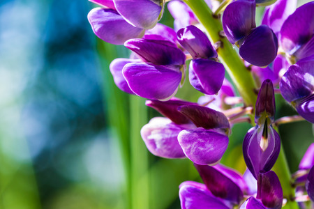 Purple and lilac irisの写真素材