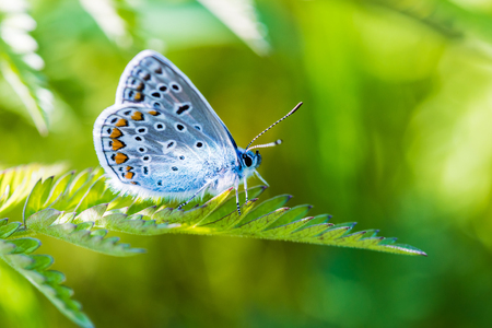 Beautiful blue butterflyの写真素材