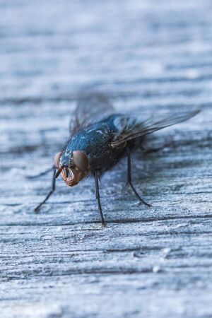 Fly on the wood surface