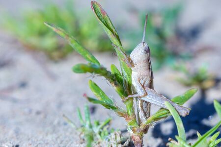 Grasshoper on the grassの写真素材