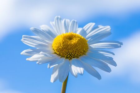 Daisy flower macro shot