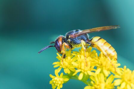 The wasp on the yellow flowers