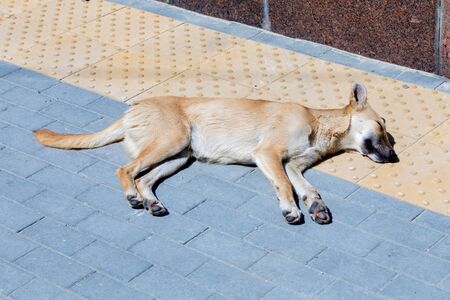 Miserable hungry stray mongrel dog