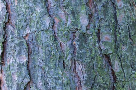 Spruce or fir bark texture