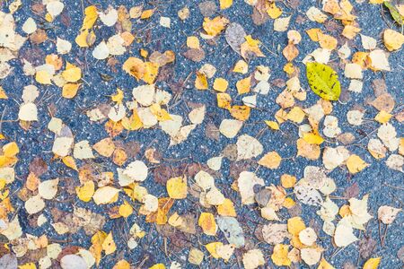 Falling foliage backgroundの写真素材
