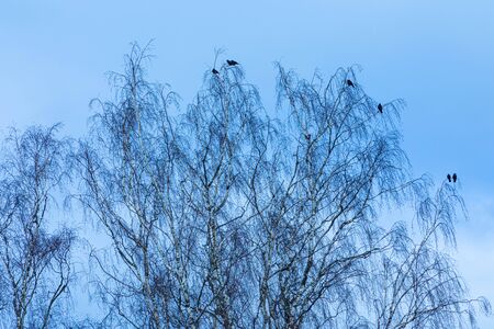 Migrating birds on branches of poplar or birch treeの写真素材